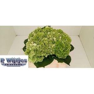 <h4>HYDR M CH VERENA CL</h4>