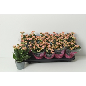 KAL GE PERFECTA PINK