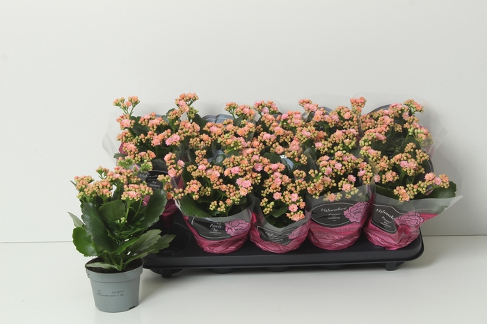 <h4>KAL GE PERFECTA PINK</h4>