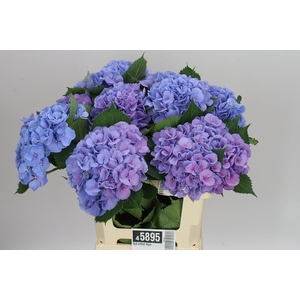 Hyd Elbtal Blue