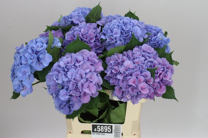 <h4>Hyd Elbtal Blue</h4>