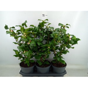 Camellia japonica 'Dr King'