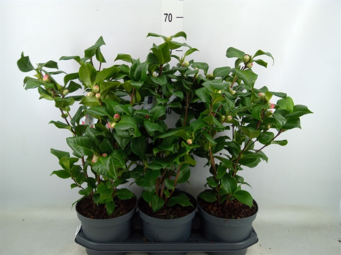 <h4>Camellia japonica 'Dr King'</h4>