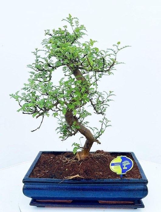 <h4>Zanthoxylum piperitum, 40cm., shape, with dip tray</h4>