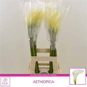 Aethiopica Overig