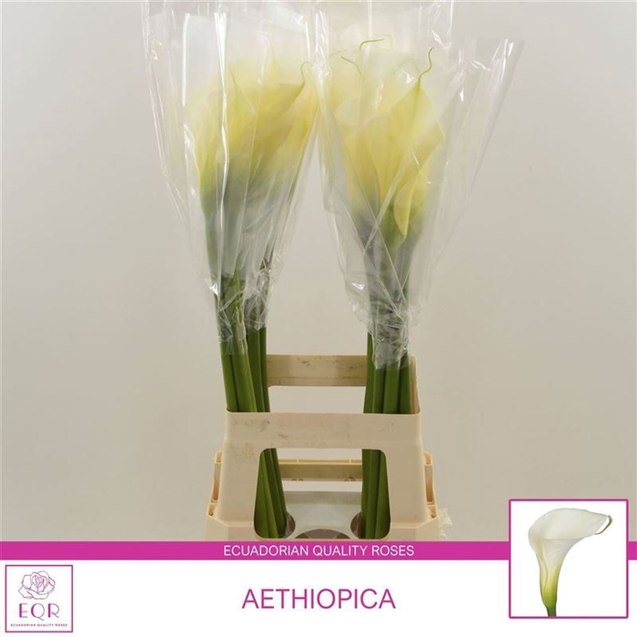 Aethiopica Overig