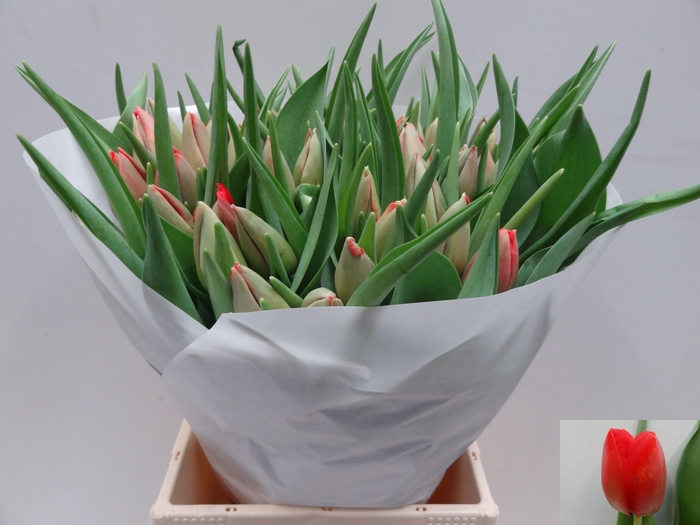 <h4>TU EN RED PRIDE</h4>