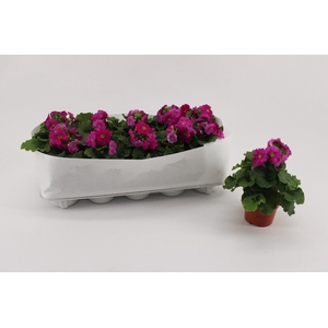 Primula Obconica Magenta