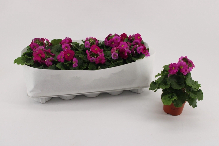 <h4>Primula Ob Magenta</h4>