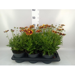 Coreopsis  'Uptick Yellow Red'