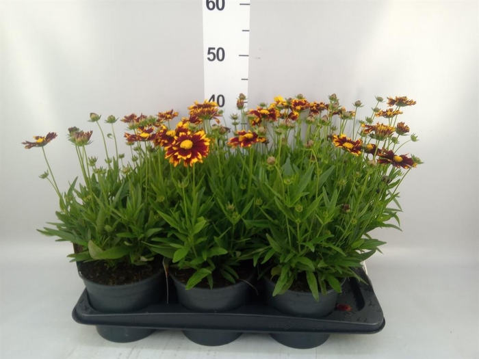<h4>Coreopsis  'Uptick Yellow Red'</h4>