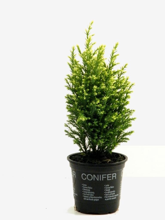 <h4>Chamaecyparis lawsoniana 'Snow White' P9</h4>