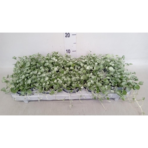 Dichondra argentea 'Silver Falls'