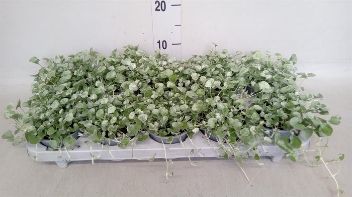 <h4>Dichondra argentea 'Silver Falls'</h4>