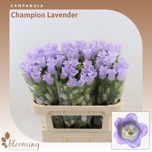 Camp M Champion Lavendel