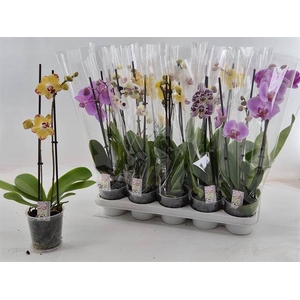 PHAL MIX 2 TAK