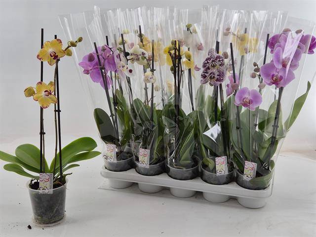 <h4>PHAL MIX 2 TAK</h4>