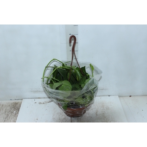 JIBOIA VERDE C21 PENDENTE