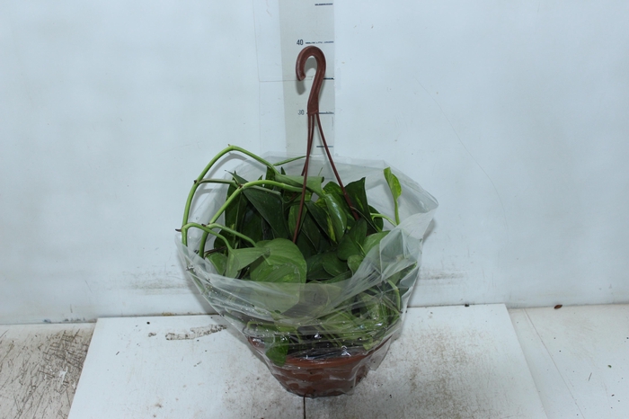 <h4>JIBOIA VERDE C21 PENDENTE</h4>
