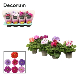 Primula 'Touch Me' mix without white | Decorum