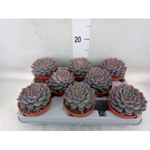 Echeveria  'Hercules'
