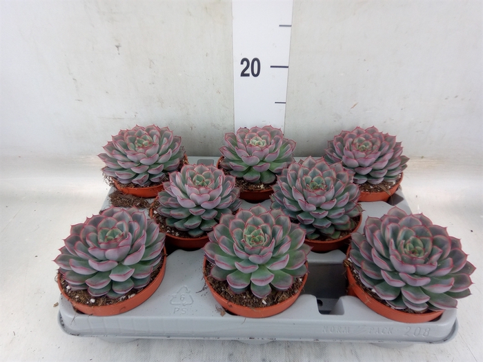 <h4>Echeveria  'Hercules'</h4>