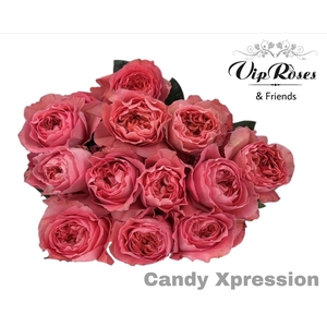 R GR CANDY X-PRESSION
