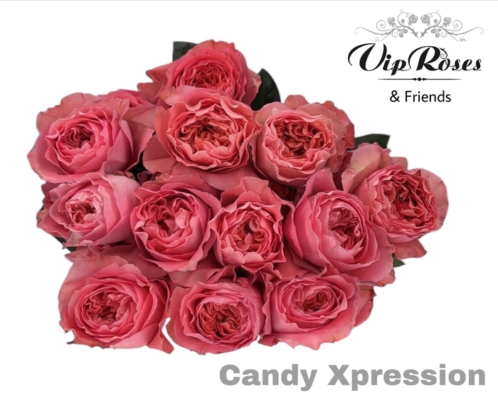<h4>R GR CANDY X-PRESSION</h4>
