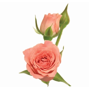 ROSA SPRAY EVA 060 CM