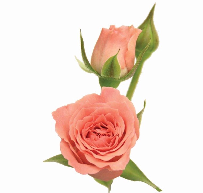 <h4>ROSA SPRAY EVA 060 CM</h4>