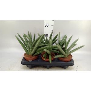 Sansevieria cyl. 'Boncel'