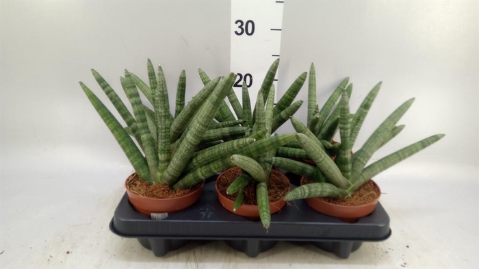<h4>Sansevieria cyl. 'Boncel'</h4>