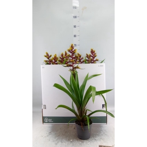 Guzmania   ...