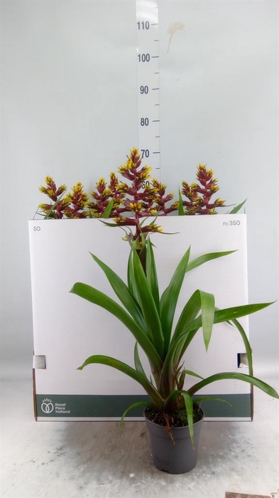 <h4>Guzmania   ...</h4>