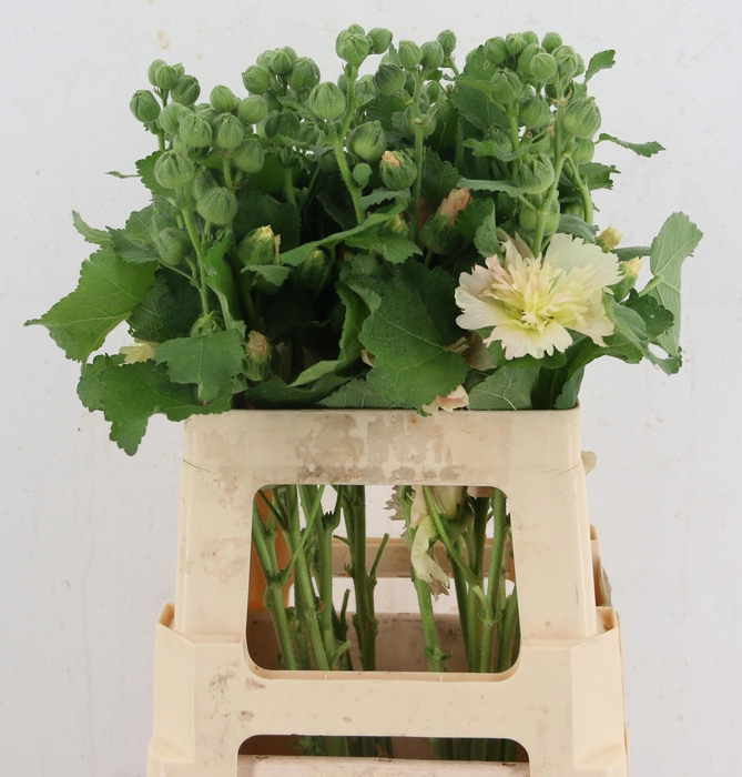 <h4>ALCEA ROSEA OV</h4>
