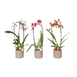 Betonpot p12 joyce Cambria cascade mix 1T