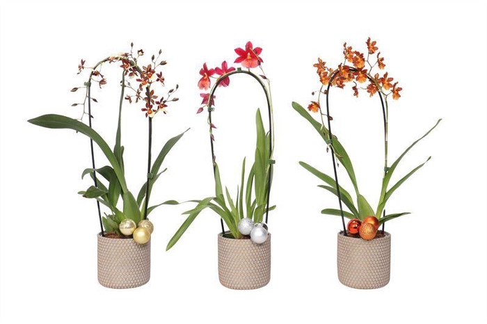 <h4>Betonpot p12 joyce Cambria cascade mix 1T</h4>