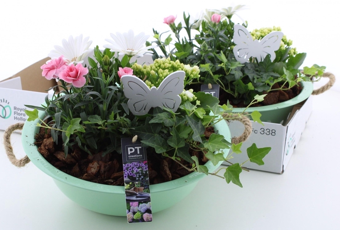 <h4>ARR TUINPLANTEN</h4>