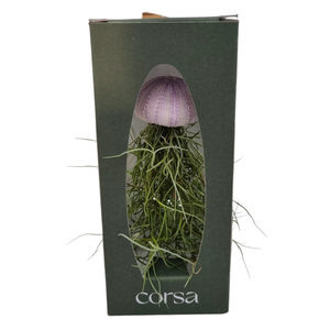 Tillandsia schelp small gift package