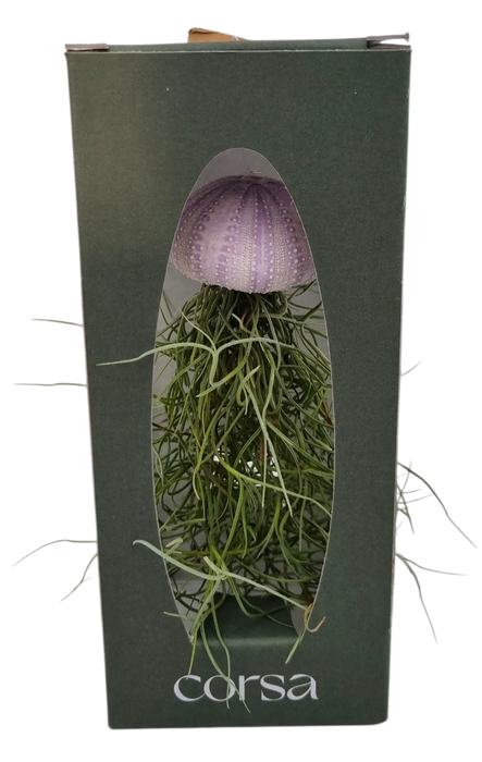 <h4>tillandsia gift package schelp</h4>