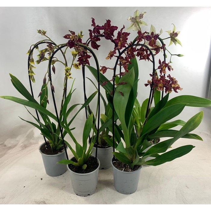 <h4>Orchideeen Gem</h4>