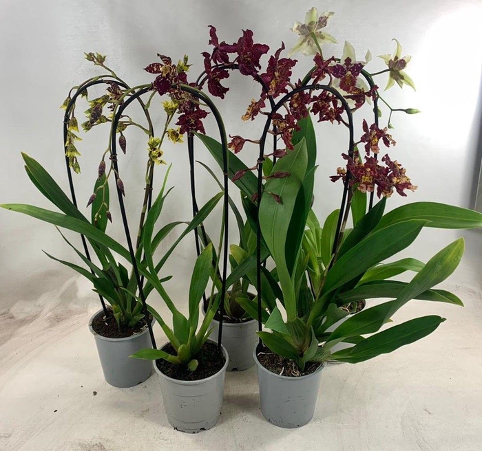 <h4>ORCHIDEEEN GEM</h4>