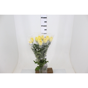 ANASTASIA DARK SUNNY 070 CM AMARELO