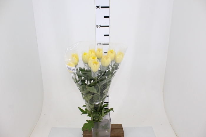 ANASTASIA DARK SUNNY 070 CM AMARELO