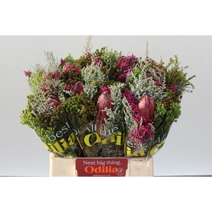 PROTEA PER BOS