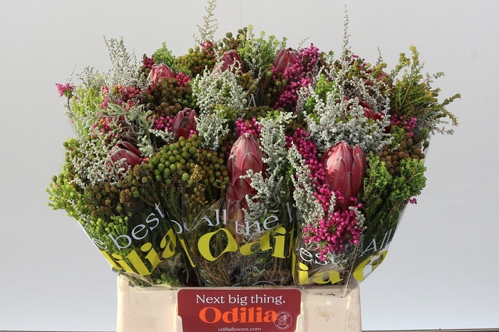 <h4>PROTEA PER BOS</h4>