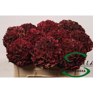 HYDR M MAG D RUBY CL