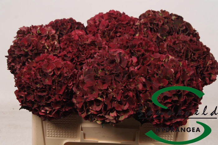 <h4>HYDR M MAG D RUBY CL</h4>