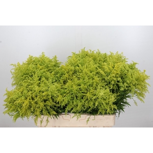 Solidago Tara Gold