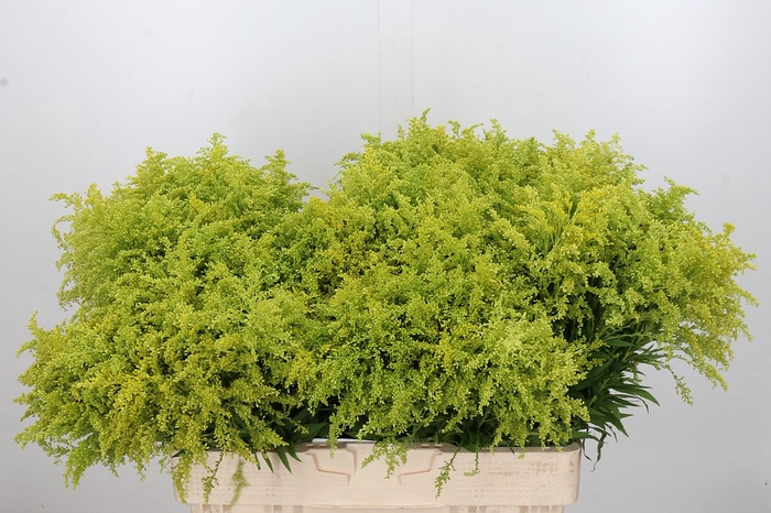 Solidago Tara Gold